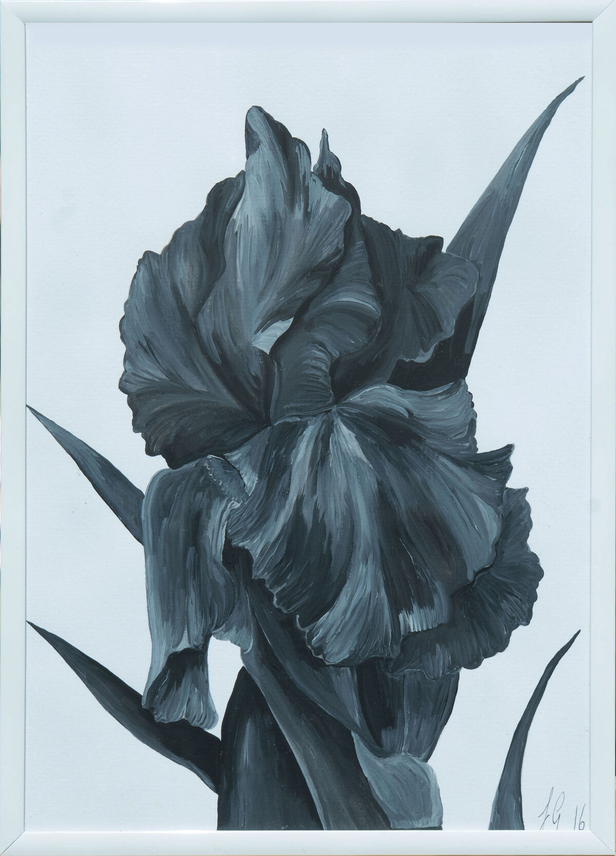 Black And White Iris 1 banner