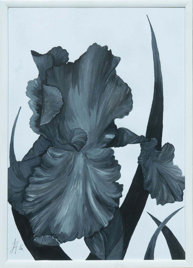 Black And White Iris 2 image