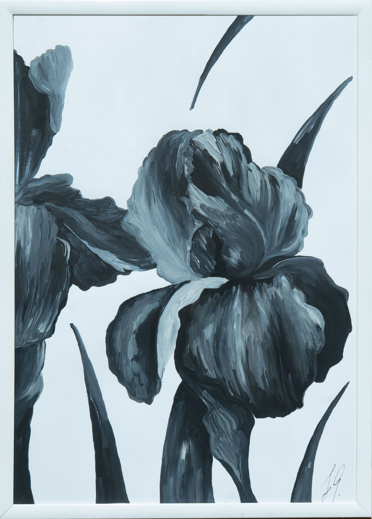 Black And White Iris 3 banner