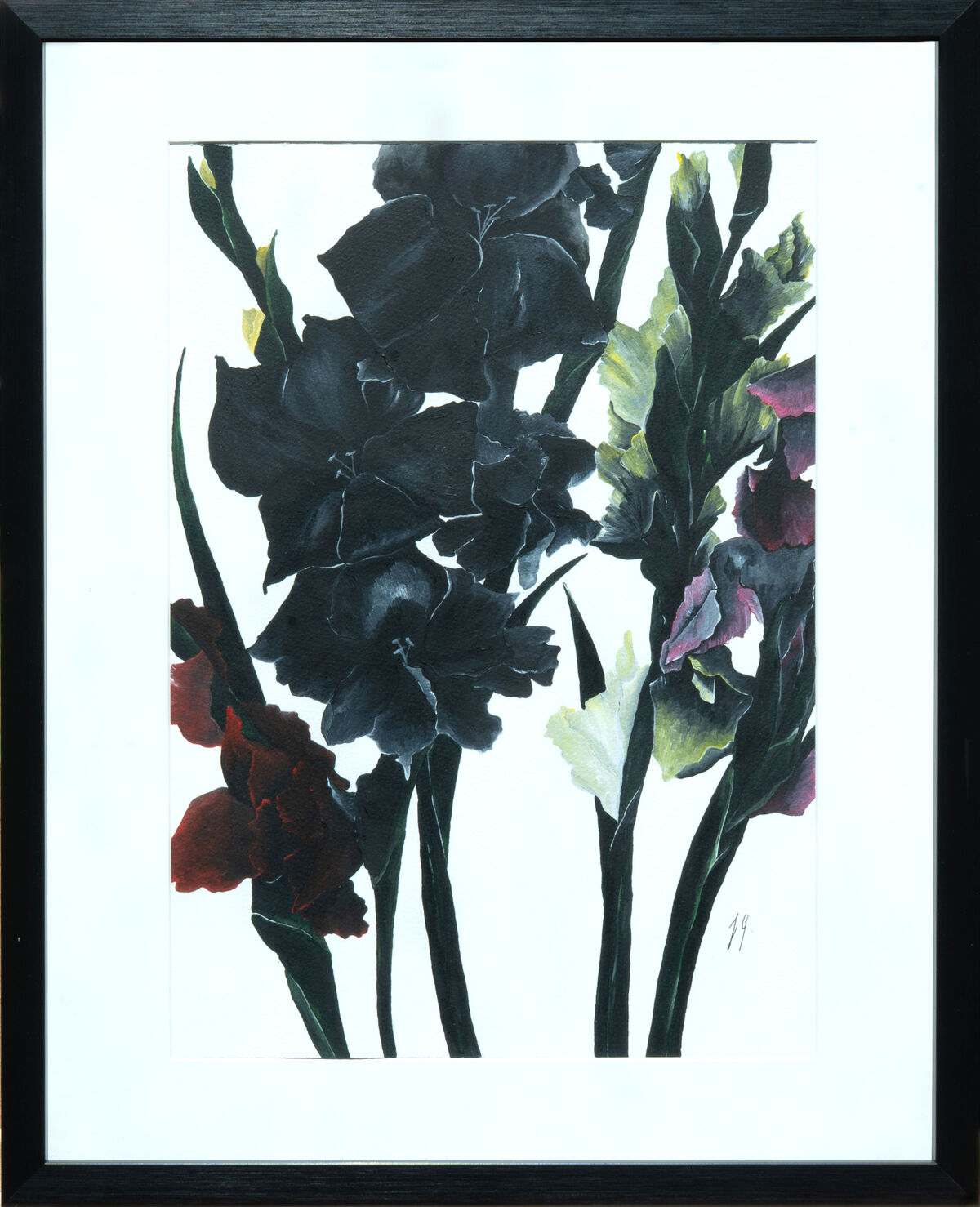 Gladioli Black And White banner
