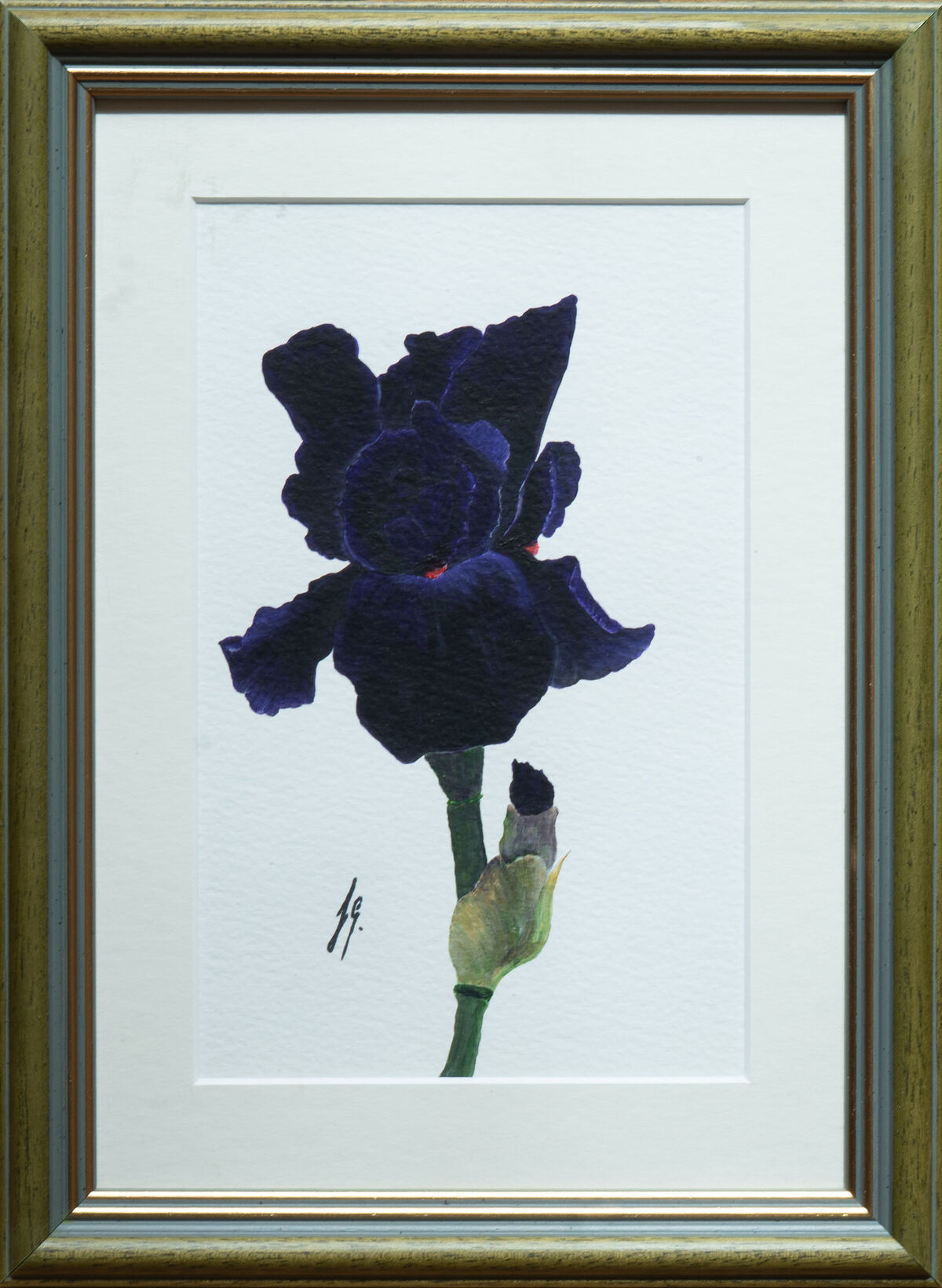 Iris 1 banner