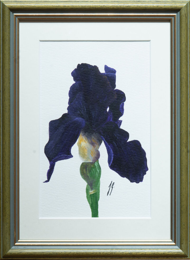 Iris 3 image