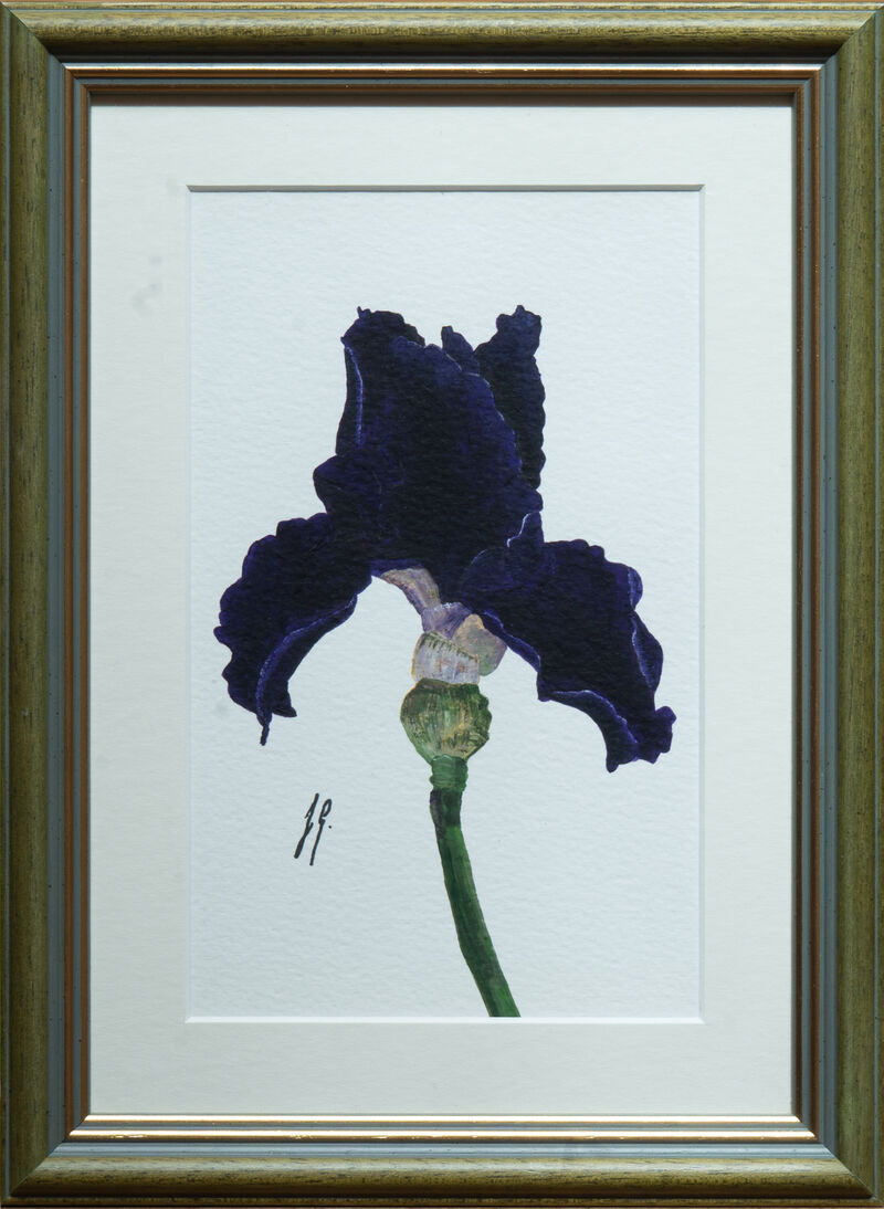 Iris 4 image