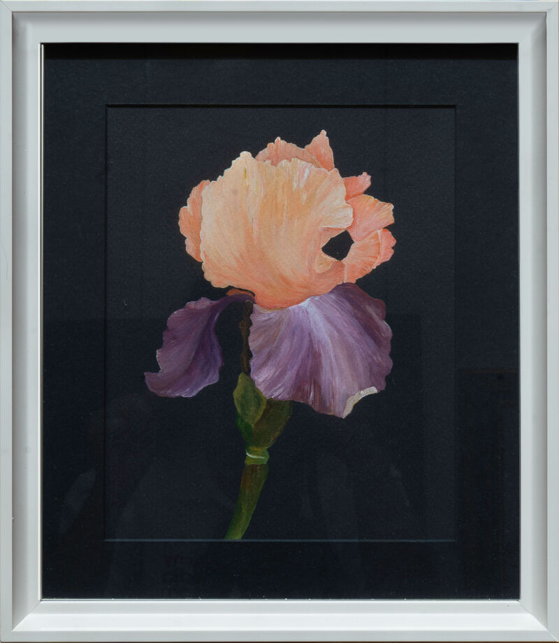Iris On Black image