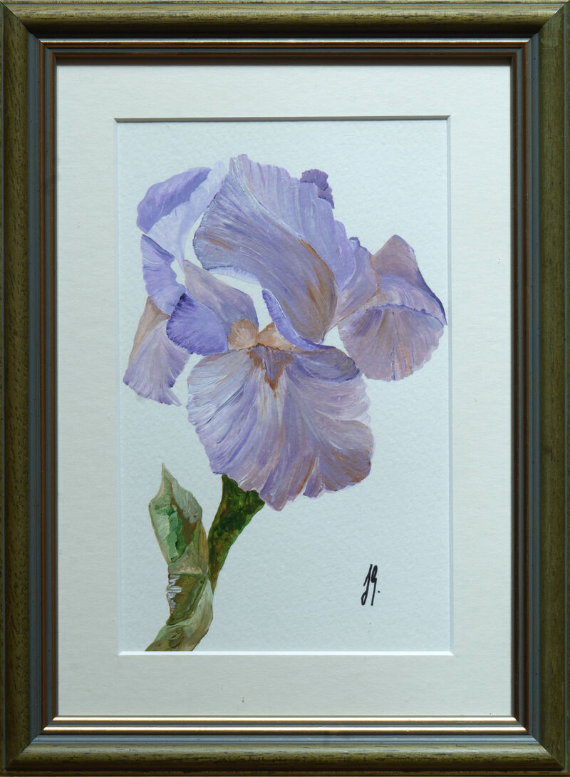 Lilac Iris image