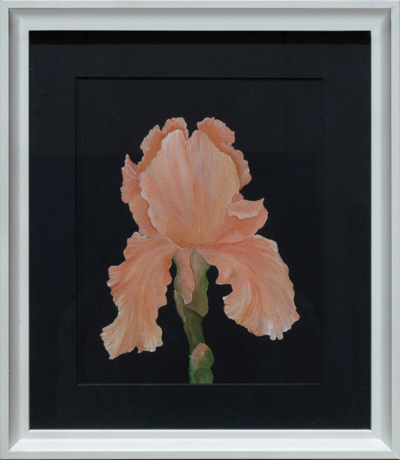 Peach Iris On Black image